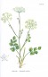 Preview: Bibernelle Litho